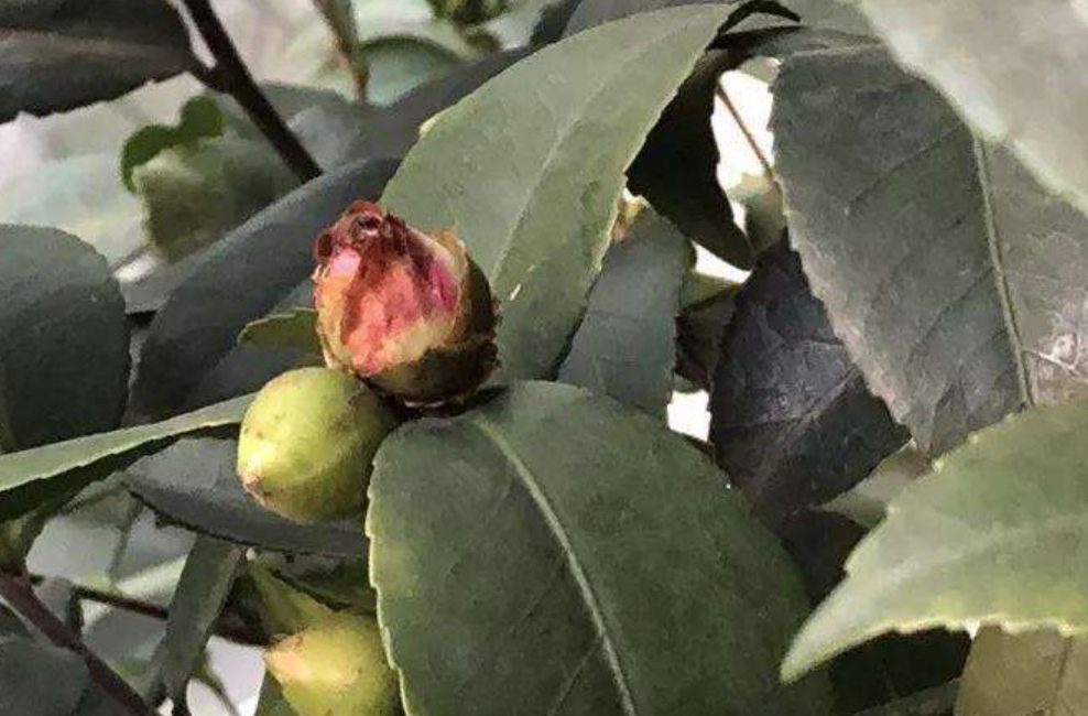 香妃茶花掉叶掉花苞是怎么回事,茶花叶铁锈色花苞一碰就掉怎么办