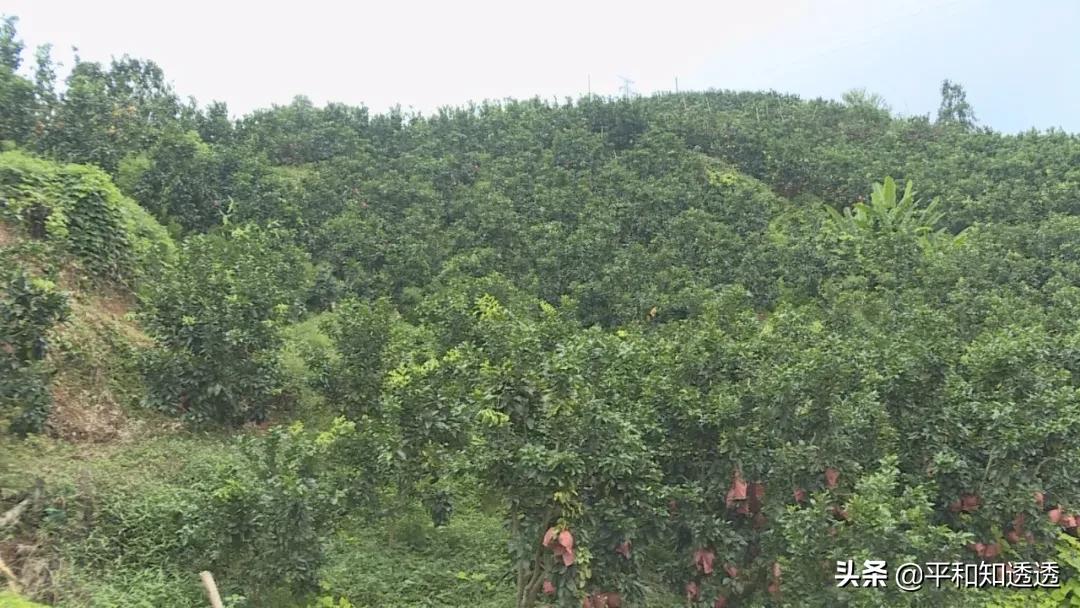 公益直播带货，爱心助农增收