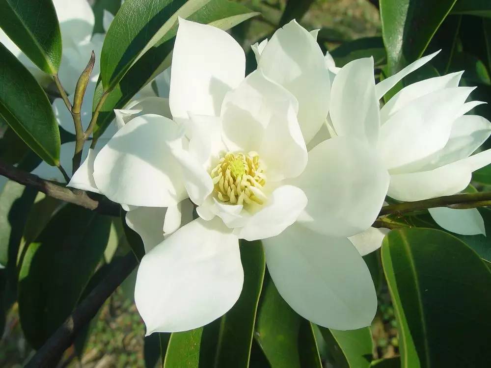 养花新手老养死花,献给那些总把花养死的人