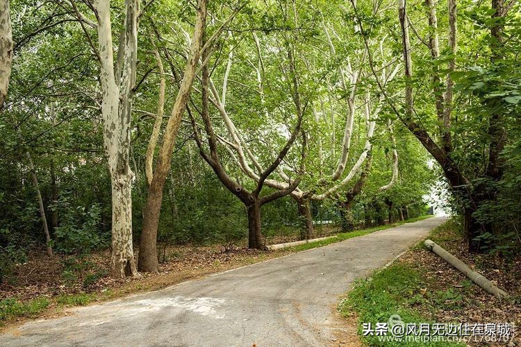 济南的法国梧桐,济南梧桐树美景