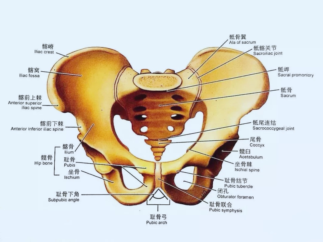 练完腹肌腰痛,为什么练腹肌也会感到腰酸