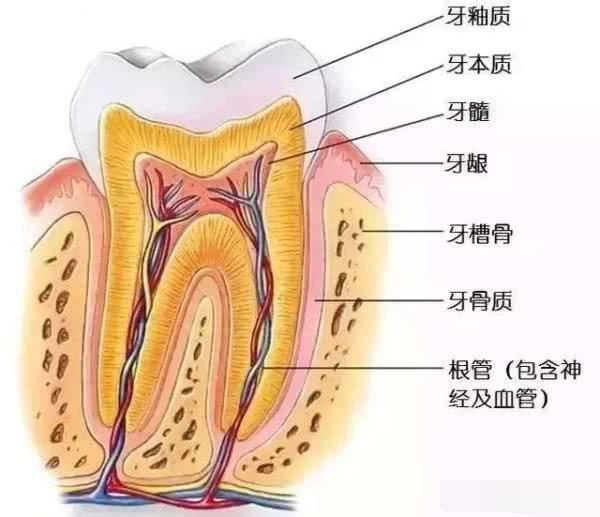 牙齿敏感和自发牙痛的区别,牙痛牙齿敏感冷热酸甜