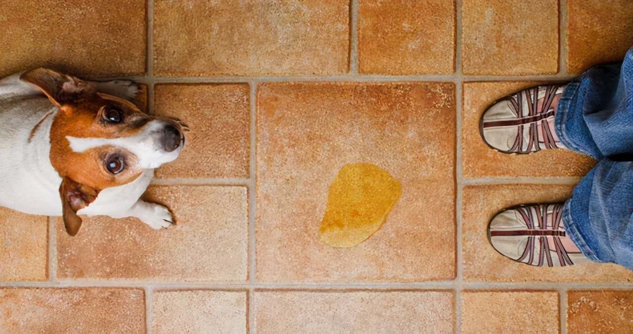 狗狗舔对方是代表什么,狗狗舔同类什么意思