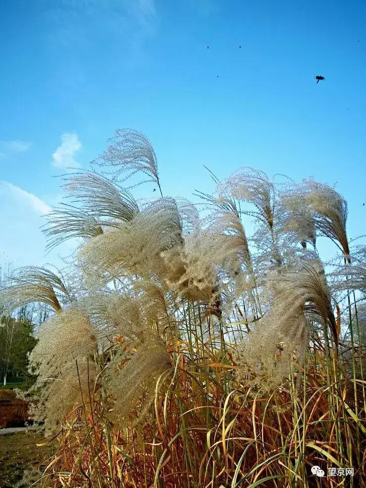 望京悠乐汇改造,北京望京悠乐汇章鱼楼