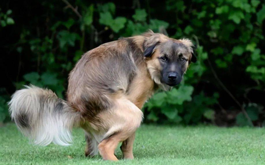 中型犬狗粮推荐性价比高,中型犬狗粮推荐性价比高国产狗粮