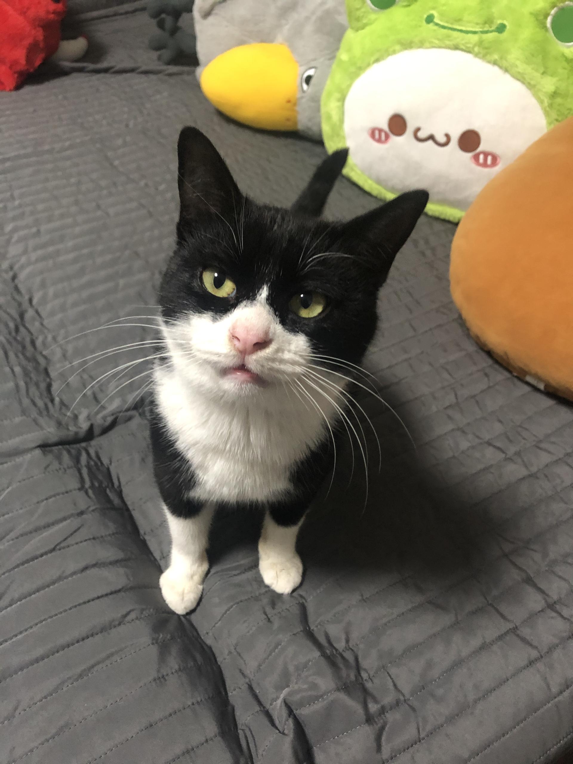 嘉蓝三文鱼猫粮,嘉蓝猫粮和皇家猫粮