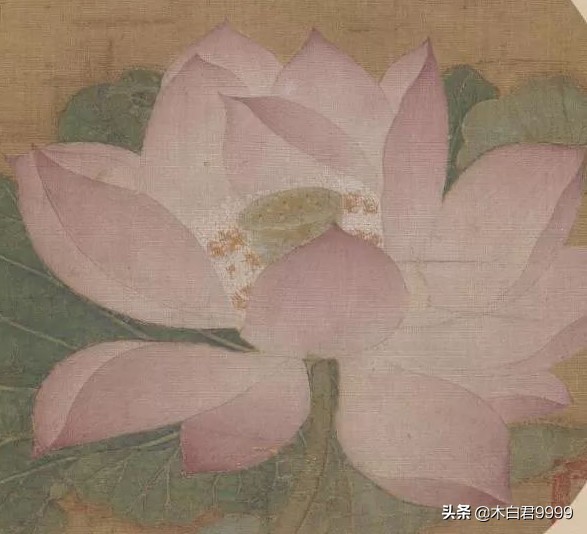 宋代吴炳的出水芙蓉图属于白描吗,南宋出水芙蓉图中的荷花的尺寸