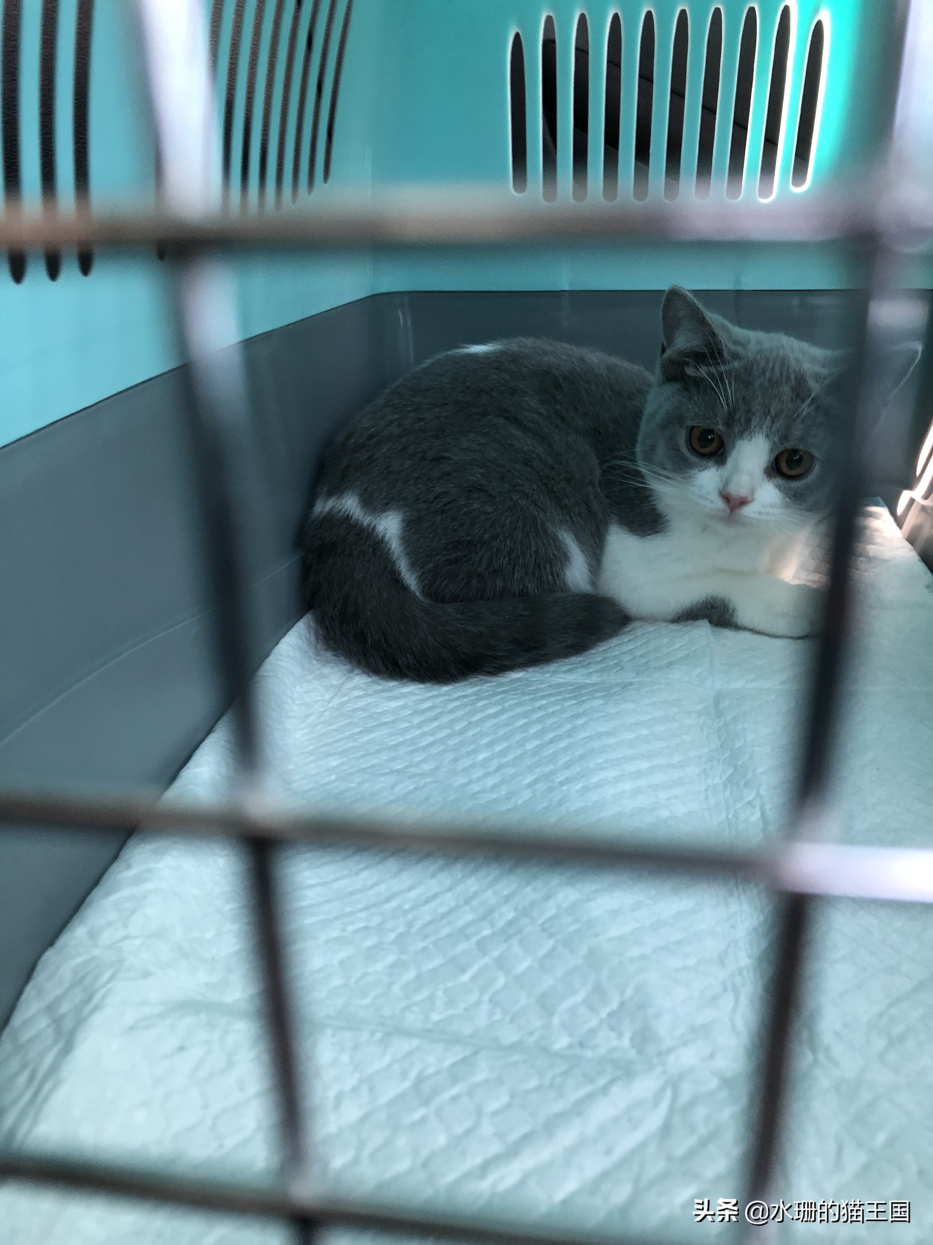 乔迁之喜带猫咪寓意,猫咪换家会出现什么情况