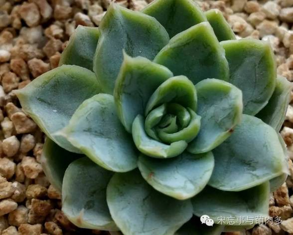 多肉月影系有哪些品种,月影系多肉品种大全