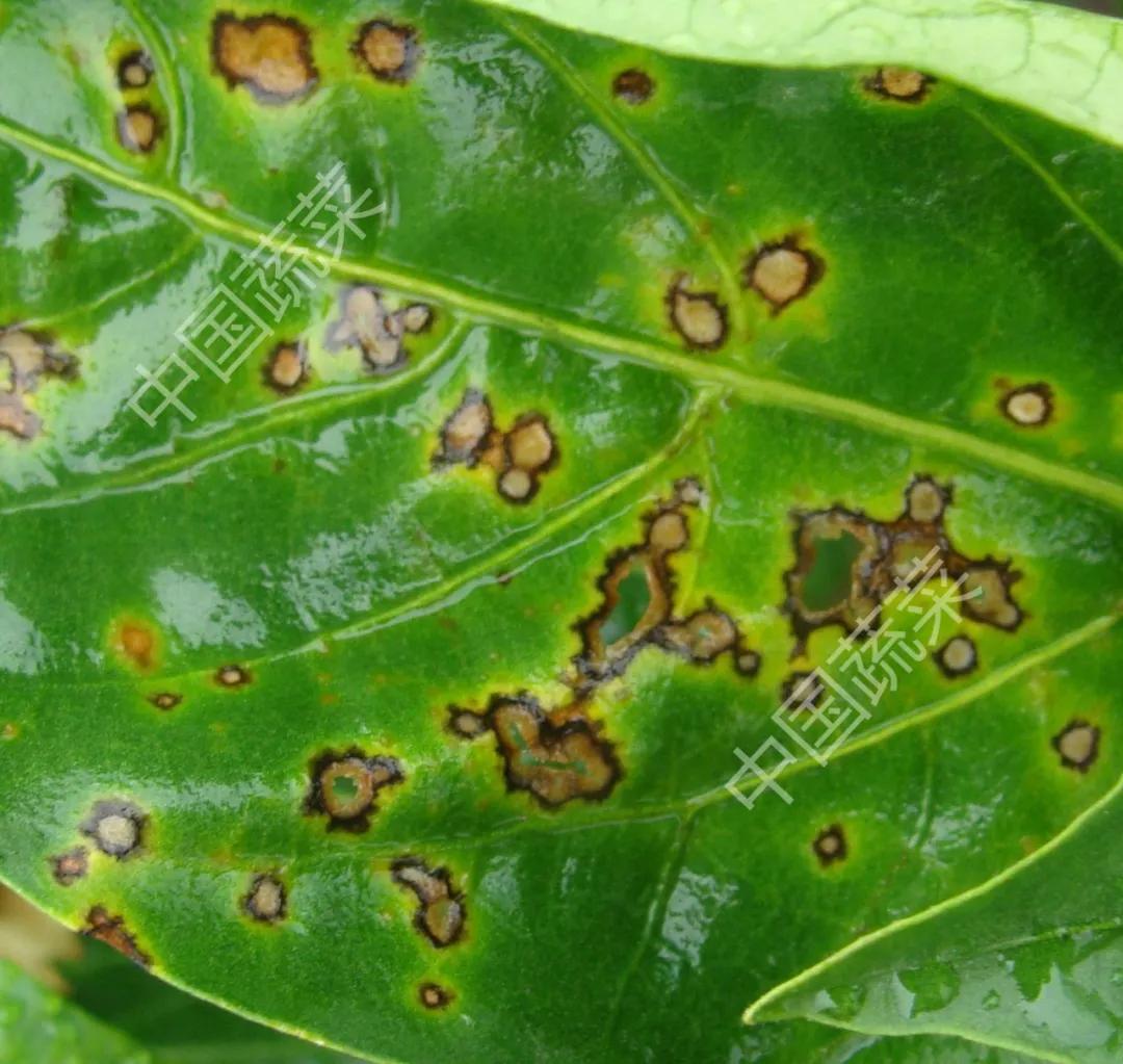 叶片疮痂病,辣椒叶片病害图片与防治措施