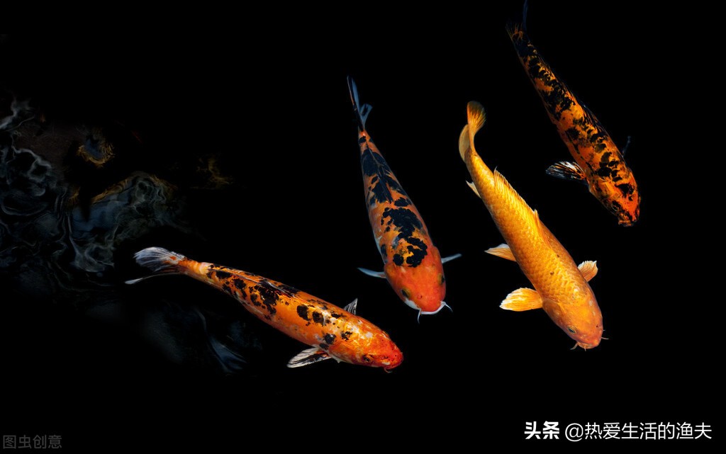 锦鲤烂嘴怎样治疗,锦鲤烂嘴怎么治疗