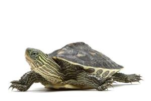 新手养龟自制龟缸,推荐新手龟