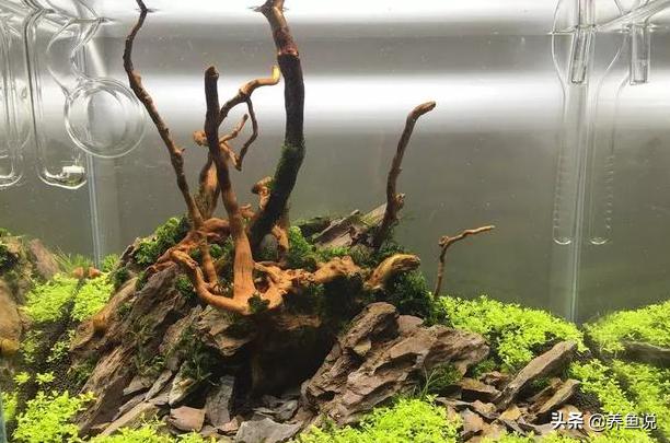 沉木杜鹃根,沉木杜鹃根介绍