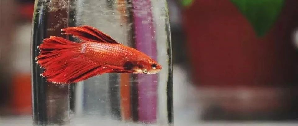 可以饲养的萌宠有哪些,年轻人养的奇葩宠物