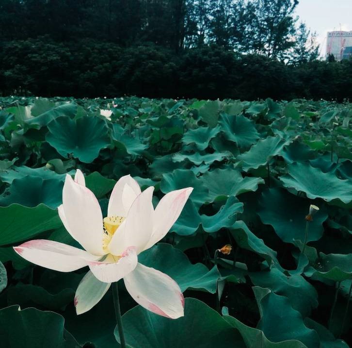 澳门一日游攻略大全图片,澳门一日游攻略自驾