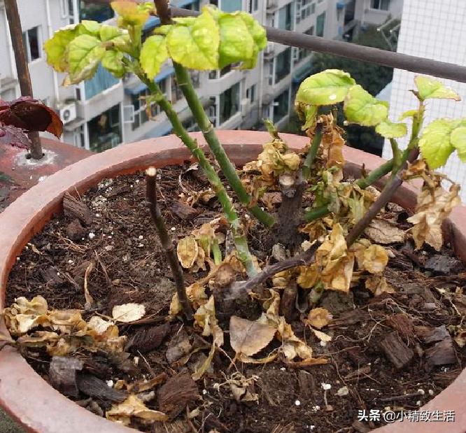 养月季花,这10种病虫害很常见,发病特征和防治方法都在这里了