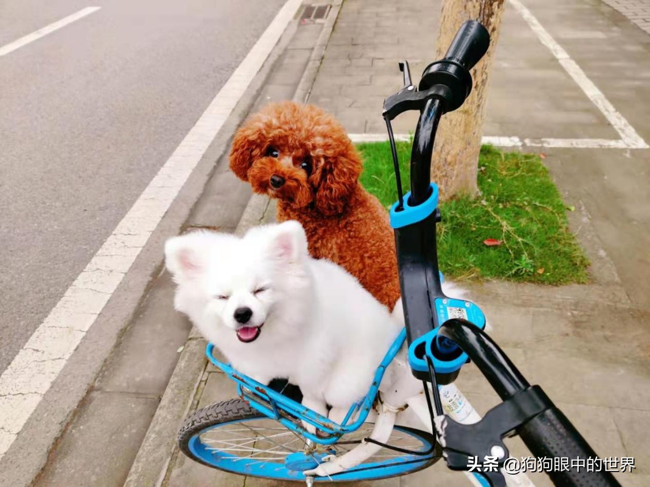 流浪狗治愈抑郁症,没想到自己竟然得了重度抑郁症