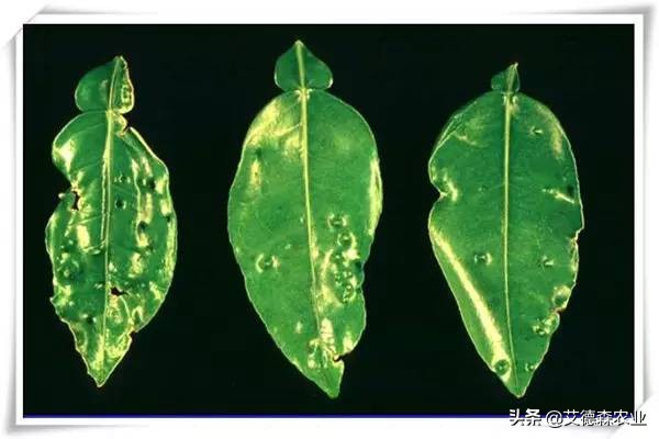 柑橘病虫害识别软件,天天学农柑橘病虫害