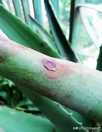 芦荟病害防治方法大全图解,芦荟有哪些虫害