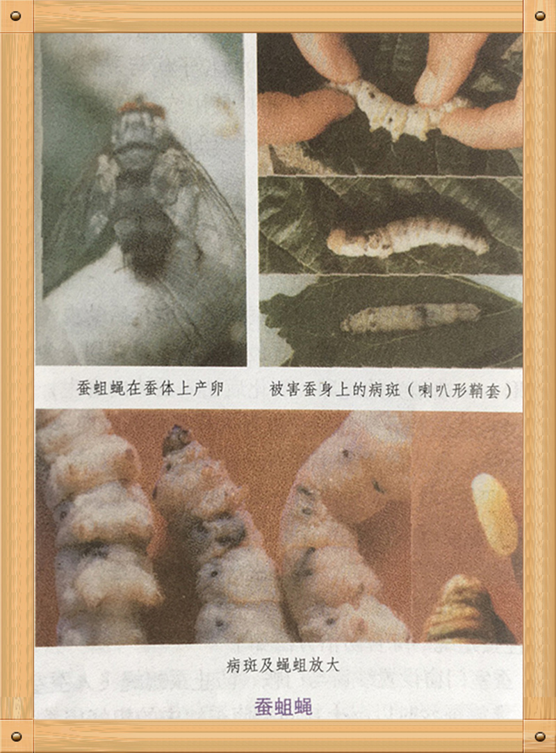 养蚕蚕虫病怎么治,养蚕病害