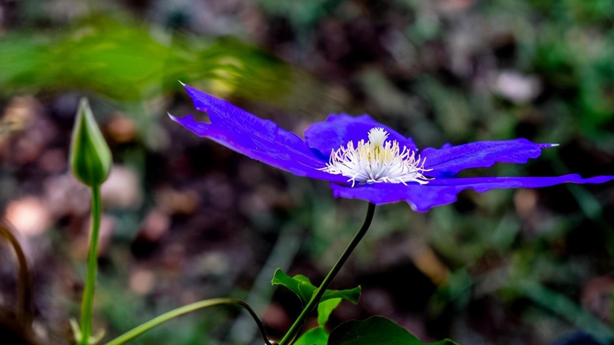 铁线莲怎么养护比较好,铁线莲养护方法及注意事项