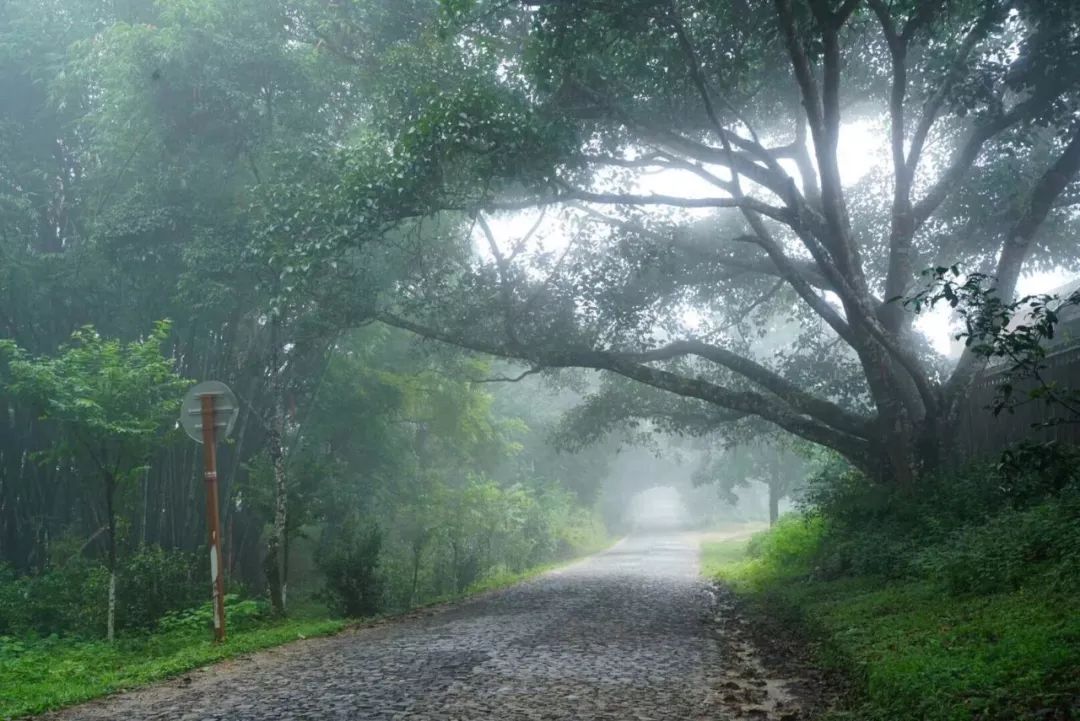 普洱茶产区茶山头分布图,普洱茶四大茶区口味