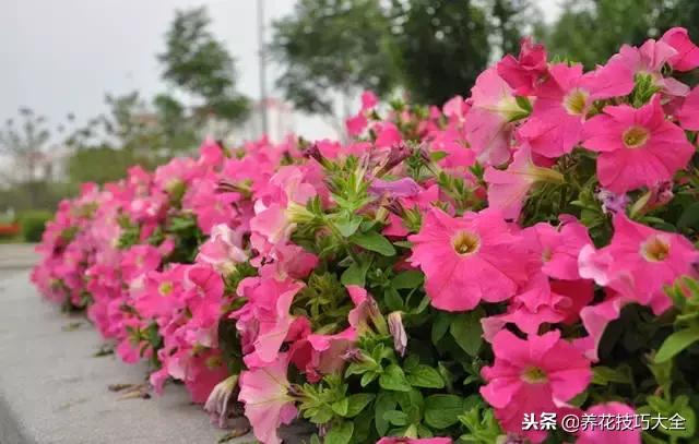 常见小区绿化100种植物图片,常见的水生植物有哪些种