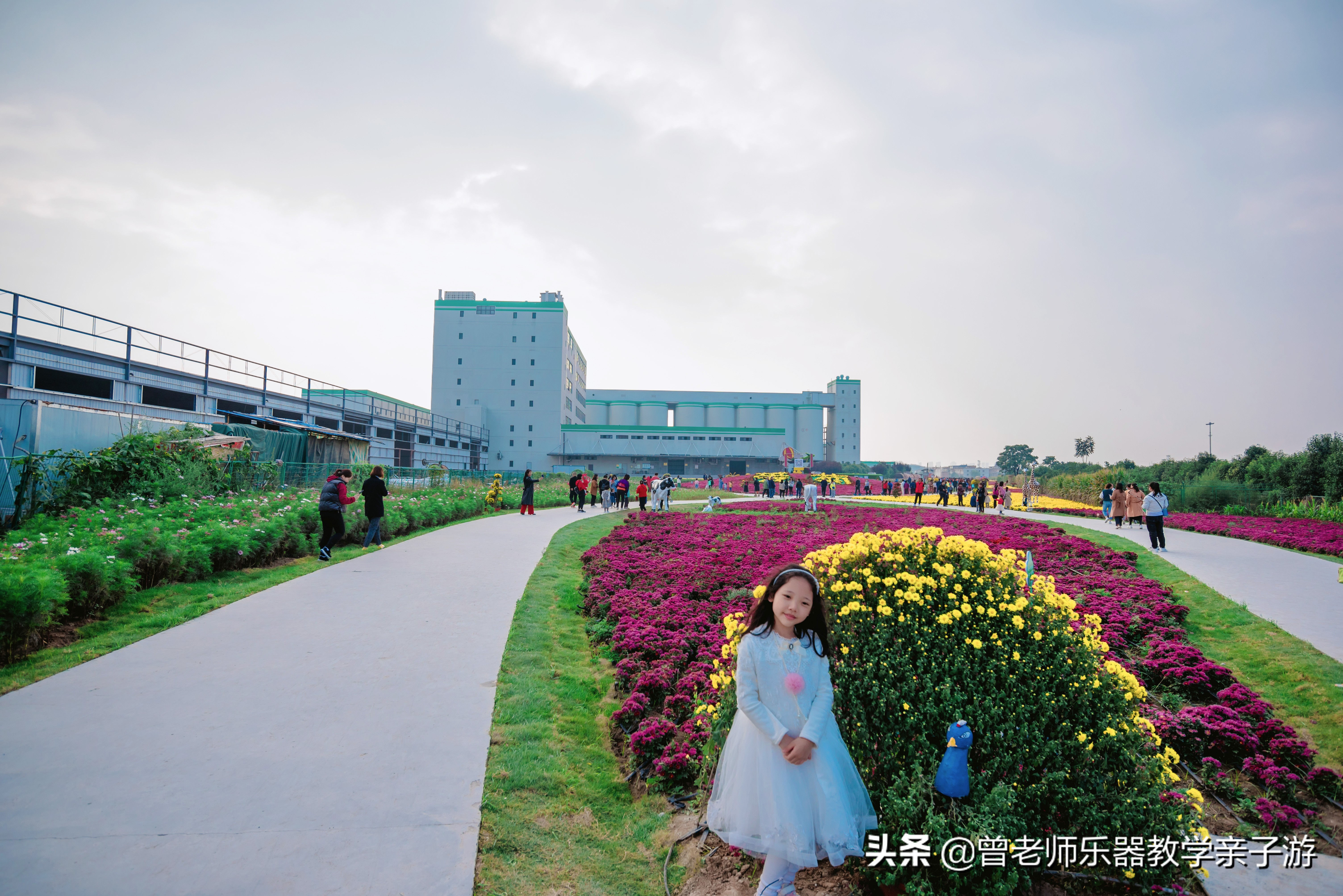 爱菊研学游,爱菊丝路文化菊花园西安