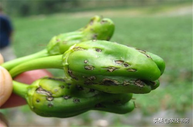 辣椒病害图片与防治辣椒黄叶,大棚辣椒病虫害防治