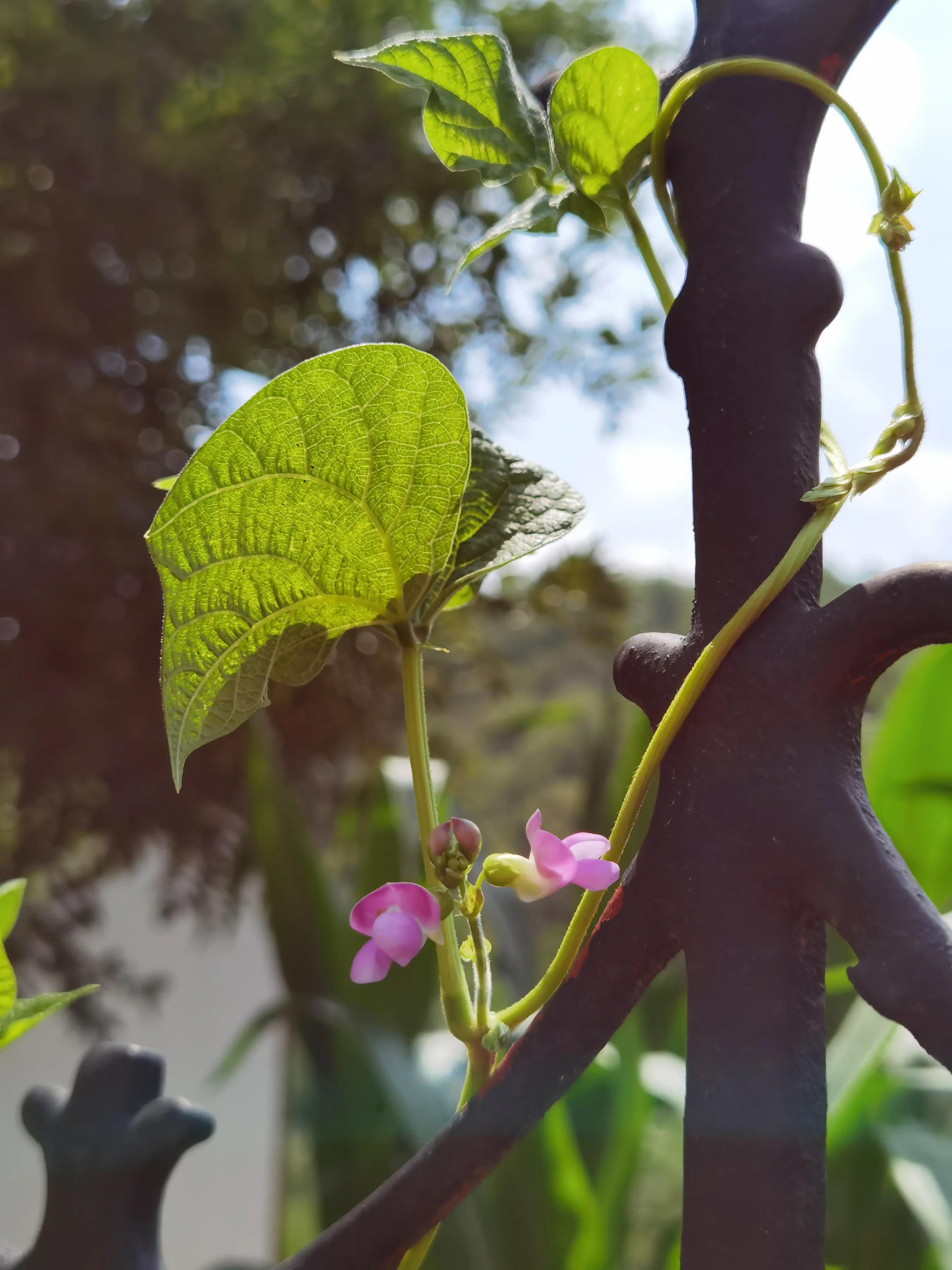 手拍世界作品集402期,2022年世界手机摄影大赛征稿