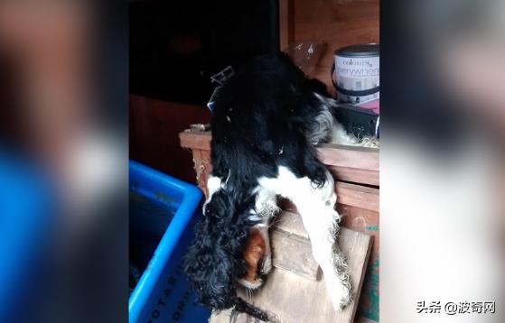 不喂狗会复位吗,不喂狗的下场