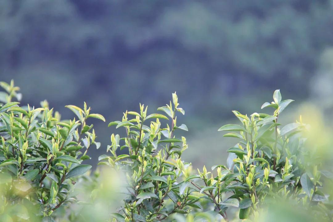 重庆北碚清明节踏青好去处,重庆巴南踏青一日游最佳攻略