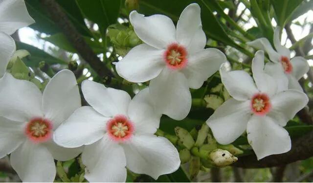 海边的芒果,海南芒果金煌芒芒果花