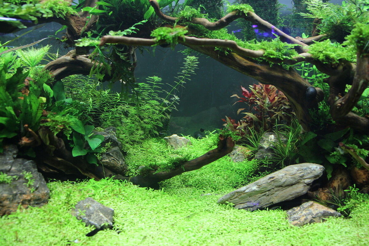 鱼缸养什么水草好养能净化水质,适合新手在鱼缸中养殖的水草