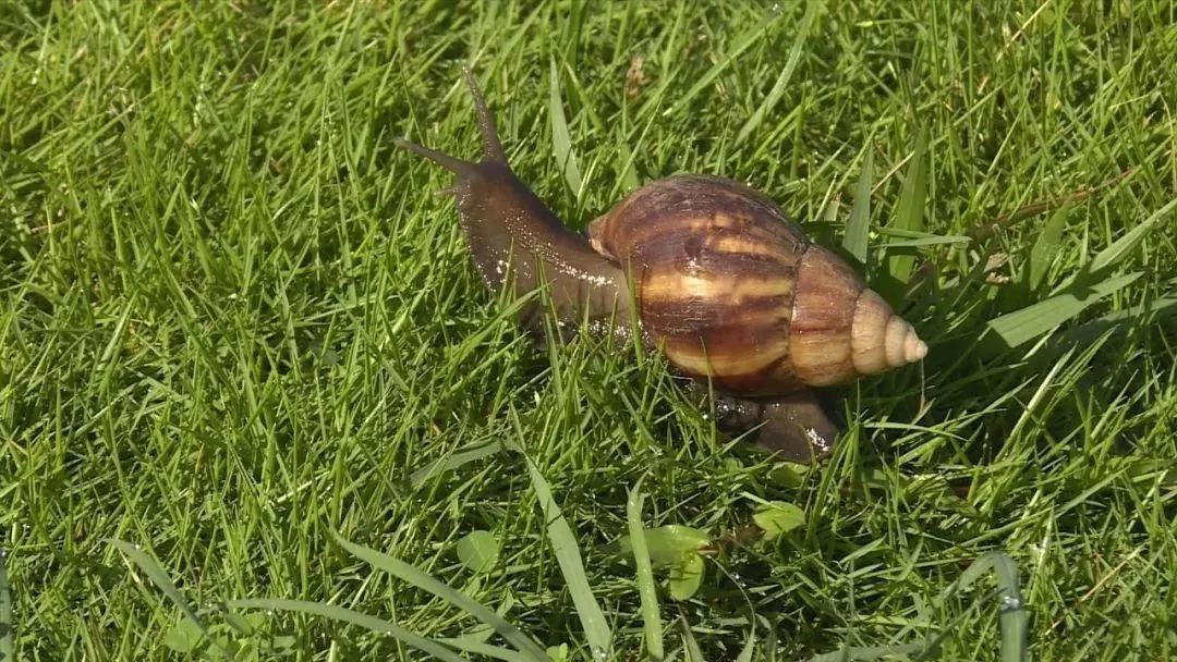 路边惊现非洲大蜗牛,别碰也别吃!已有人因抓它发高烧,还会传播结核病、脑膜炎