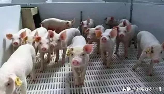 猪场黄芪多糖使用方法,发酵中草药应用养殖业