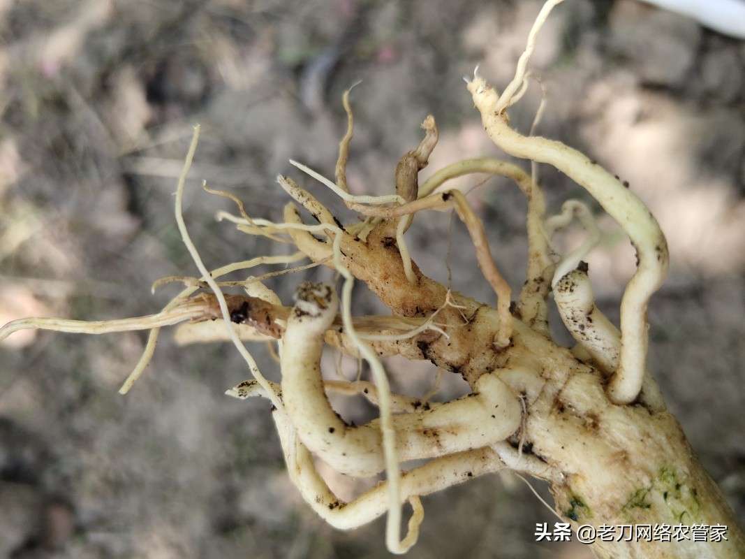 根腐病西瓜,根腐病的救活几率