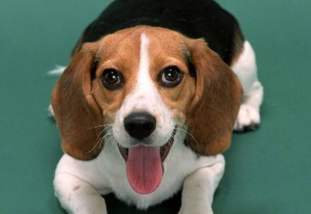 比格犬会害庄稼吗,比格犬有多聪明