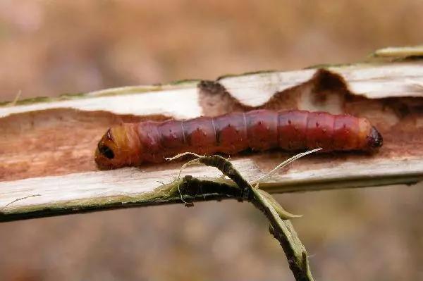 柑橘12月有什么病害虫害,柑橘全年病害虫害最新防治方法