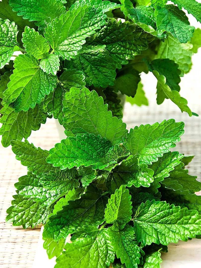 养什么植物有杀蚊子但对人无伤害,什么植物驱蚊子效果最好好养活