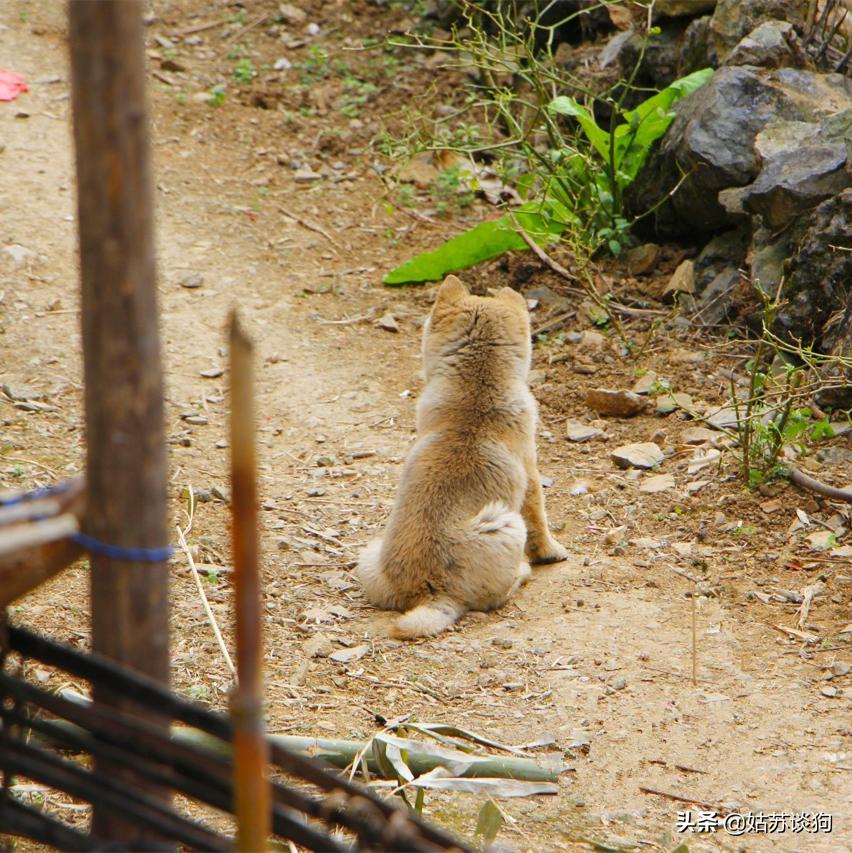 中华田园犬你真正了解过吗,中华田园犬到底多厉害