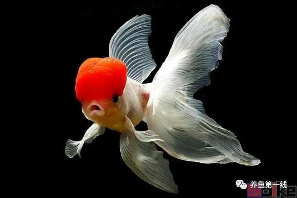 金鱼的种类图片和名字观赏,金鱼的品种分别有哪些图片