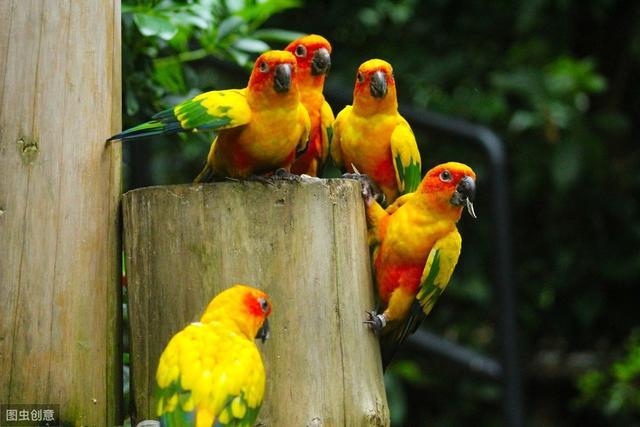 小太阳鹦鹉以后价格会上涨吗,小太阳鹦鹉现在多少钱一只了