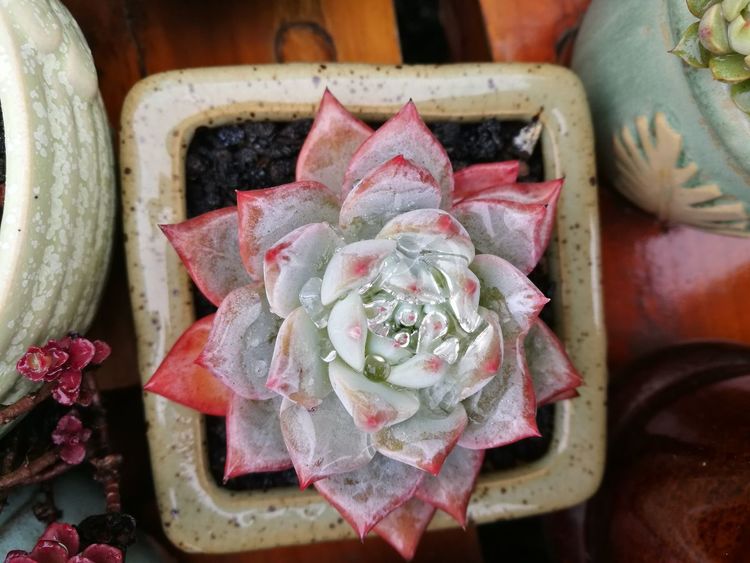 误打误撞的多肉情缘,带我走进多肉小世界!