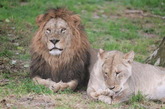 奇怪的知识｜人类的蛋蛋这么脆弱，为什么还要“外挂”在体外？