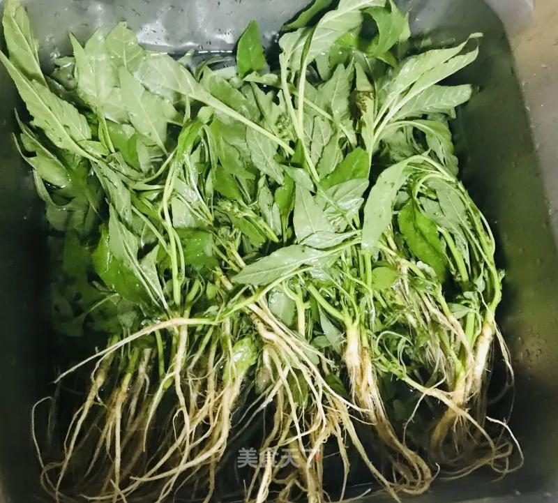 一两苋菜一两金啥意思,半斤苋菜含多少草酸