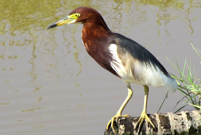 广东常见鸟类图谱图文,广东常见鸟类图谱