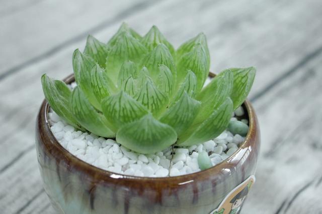 玉露多肉发黄,养多肉如何制造散射光