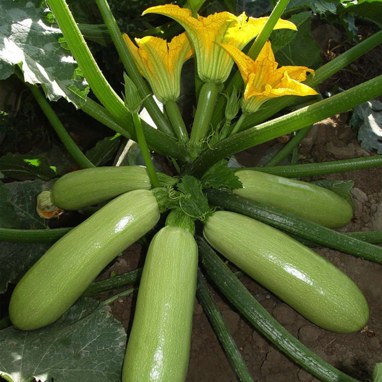 西葫芦要防治什么病,冬季露天西葫芦病虫害防治办法