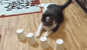 猫咪猜杯子游戏第三关 (猫咪口杯猜球游戏)